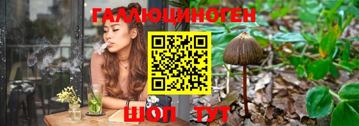Псилоцибиновые грибы Psilocybine cubensis Новокубанск